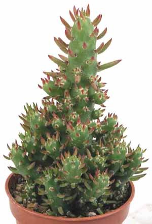 Opuntia_subulata_monstrose_2